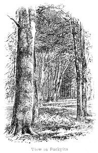 Veduta nel Bosco di Puckpits da Walter Crane